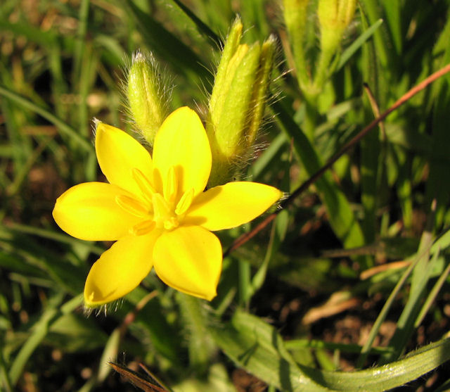 hypoxis hemerocallidea