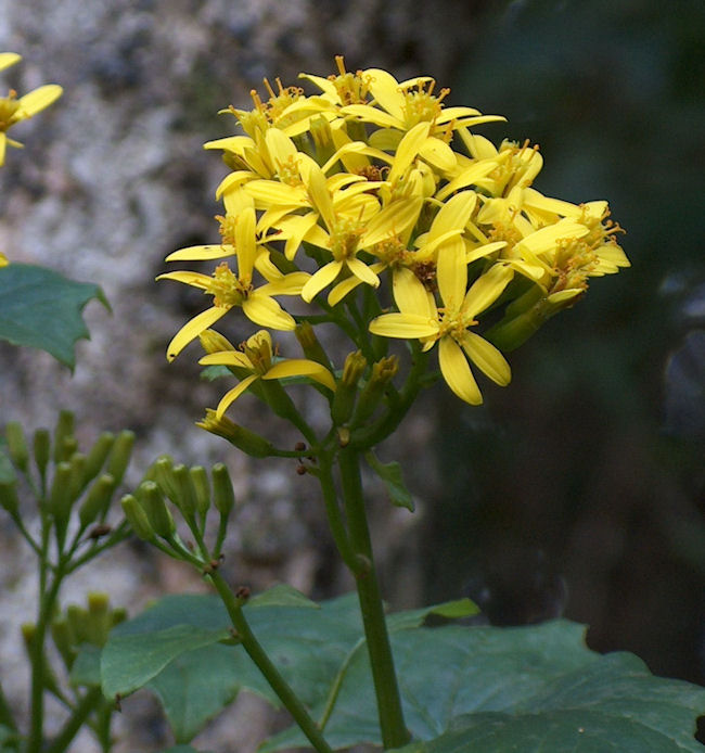 senecio